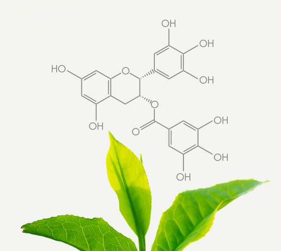 Green Tea Polyphenol